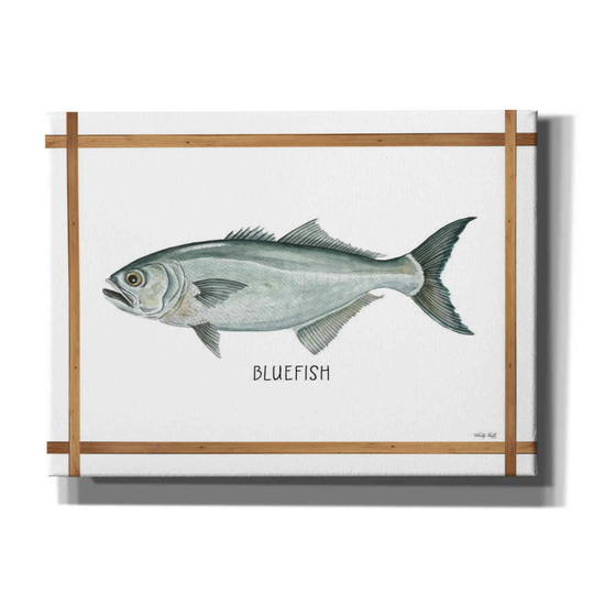Bluefish On White By Cindy Jacobs, Canvas Wall Art
