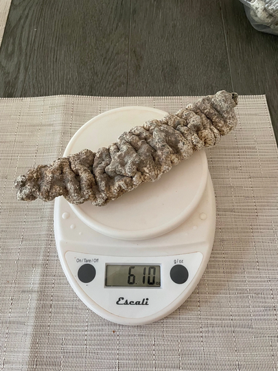 Wild Harvested Sea Cucumber | Cucumaria Frondosa