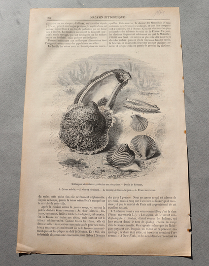 Antique, French Engraving Of Seashells From Magasin Pittoresque