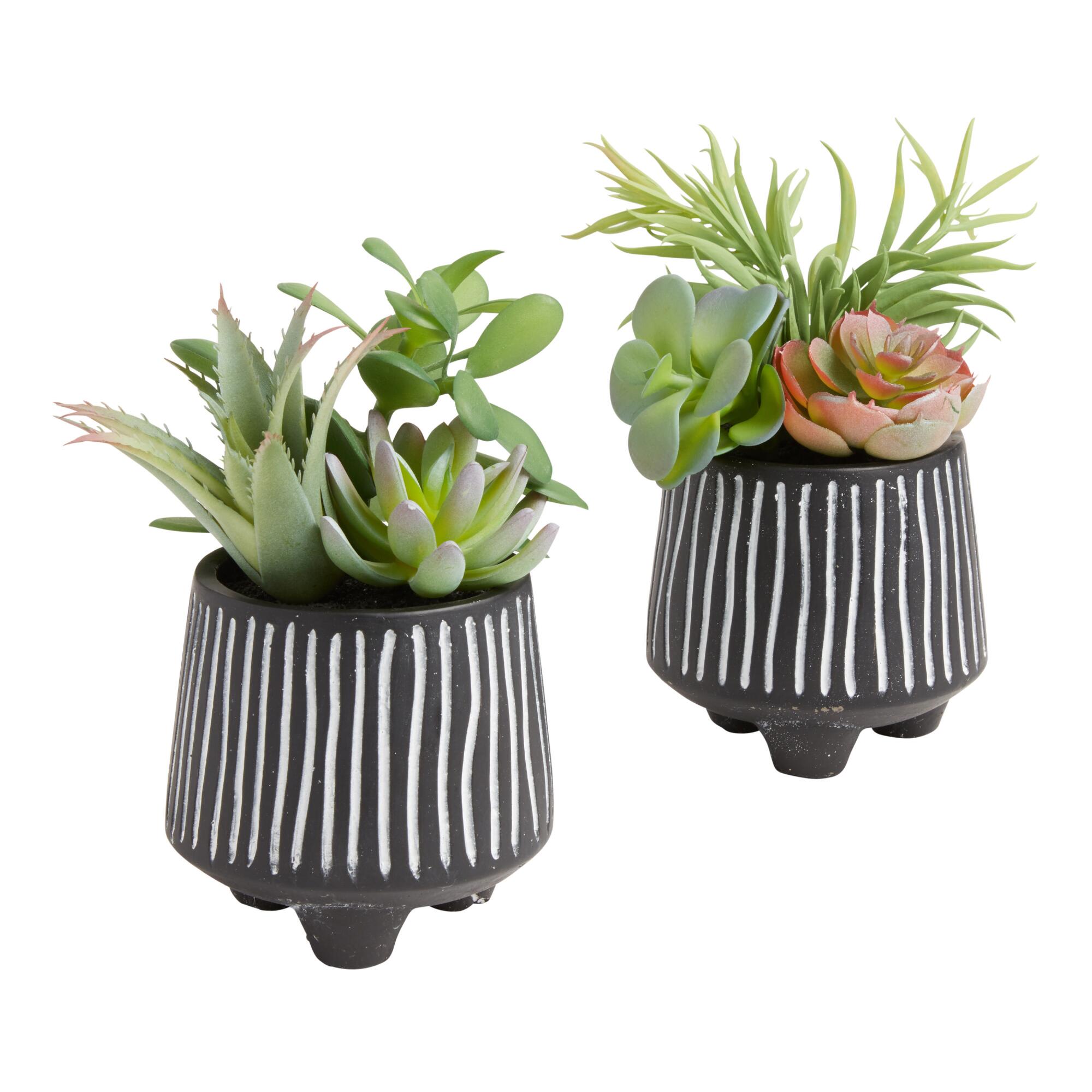 Faux Succulent Arrangements in Black and White Pots Set of 2 by World Market