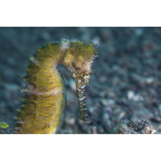 A thorny seahorse uses effective camouflage to blend into its surroundings on the seafloor of Lembeh Strait, Indonesia Poster Print - Item # - 34 x 22