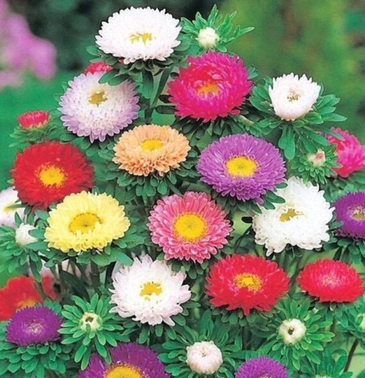 Aster Dwarf Flowers Blend 1G/300 Organic Seeds - Callisthepus Chinensis Gmo Free