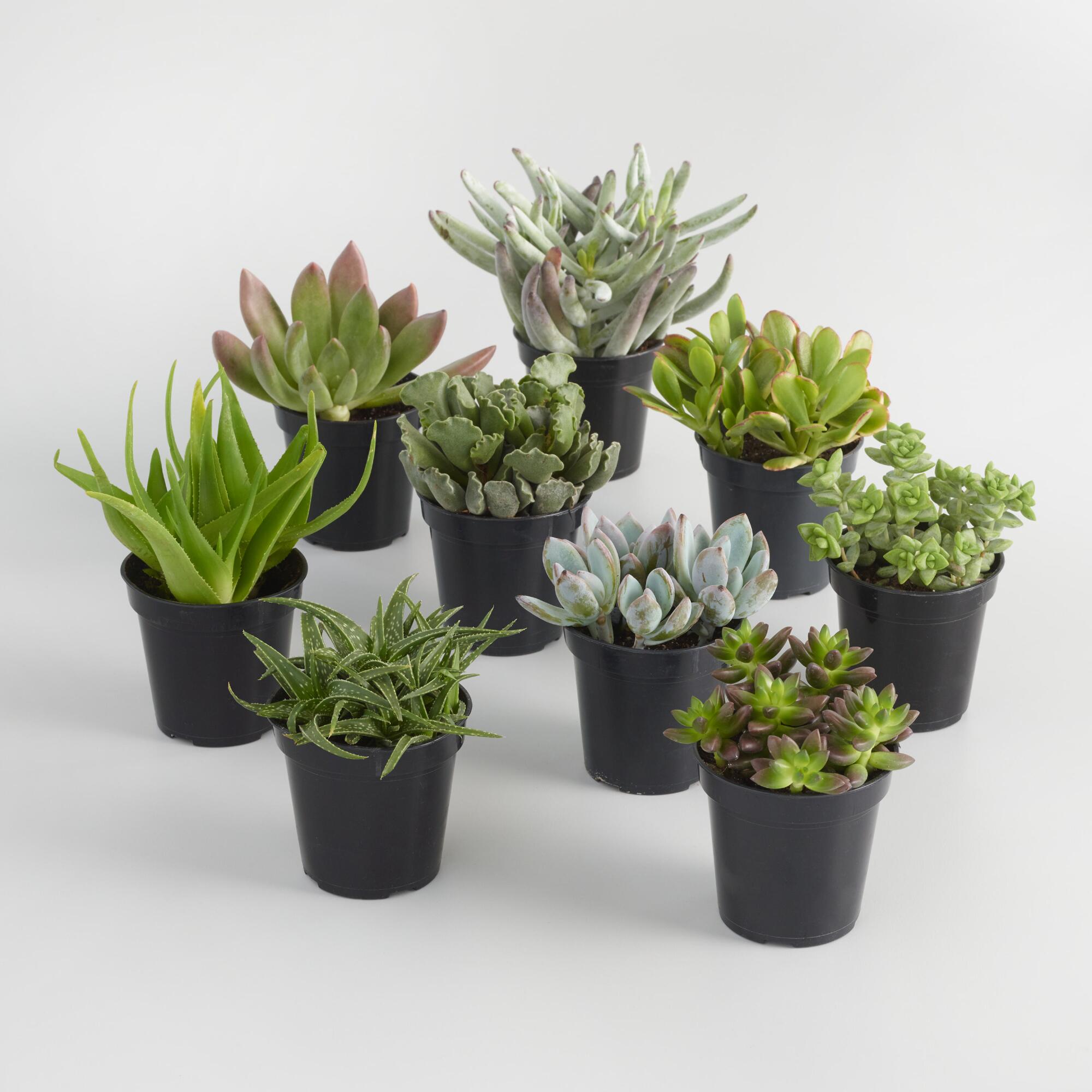 Large Assorted Live Potted Succulents by World Market