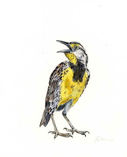 Original Eastern Meadowlark Bird Painting