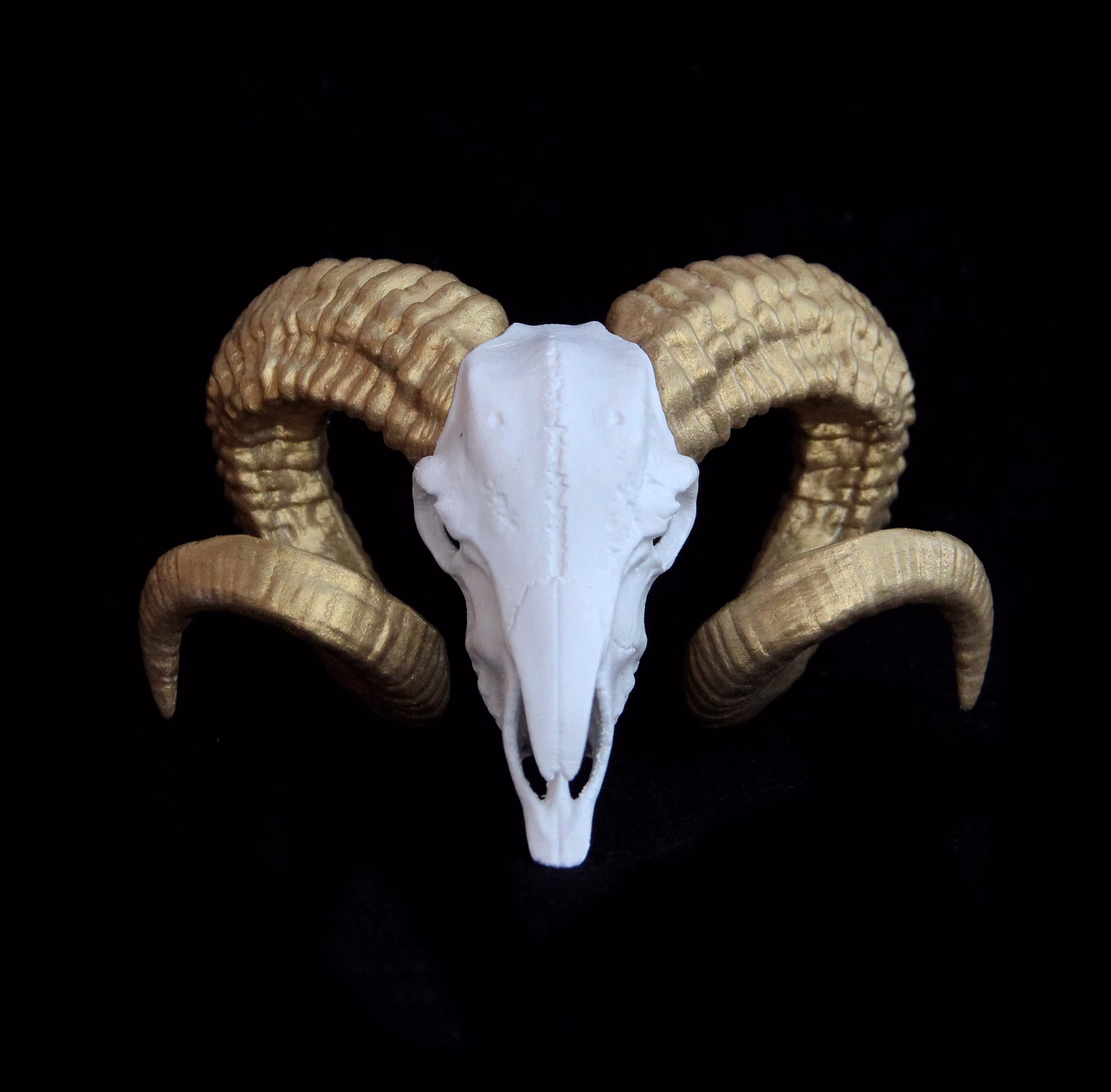 Ram Skull, Horn, White & Gold, Antler, Goat Animal Skull | Shelf Decoration 3D Printed Sculpture Different Color & Size Option