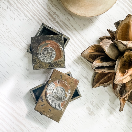 Fossilized Ammonite Jewelry Box, Trinket Dish, Lidded Fossil Natural Home Decor, Moroccan