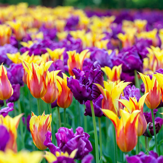 Lowe's 15-Count Tulips Carnival Blend Bulbs | 87025