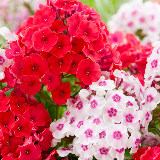 Van Zyverden 5-Pack Tall Phlox Paniculata Blend Bulbs | 83862
