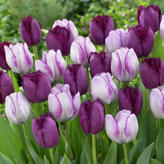 Lowe's 15-Count Tulips Majestic Royal Blend Bulbs | 21589
