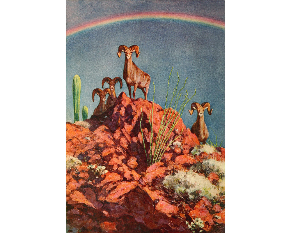 Desert Bighorn Sheep Art Print, Southwest Wildlife Painting, The Rainbow Rams On The Lava Peak By Carl Rungius, Vintage Southwestern Decor