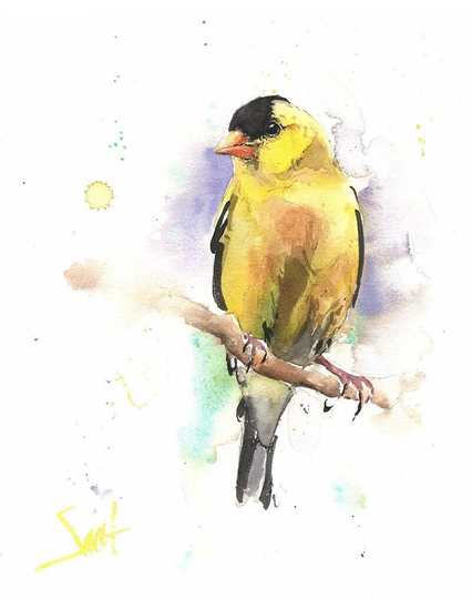 Yellow Goldfinch Bird Watercolor Painting Art Print By Eric Sweet