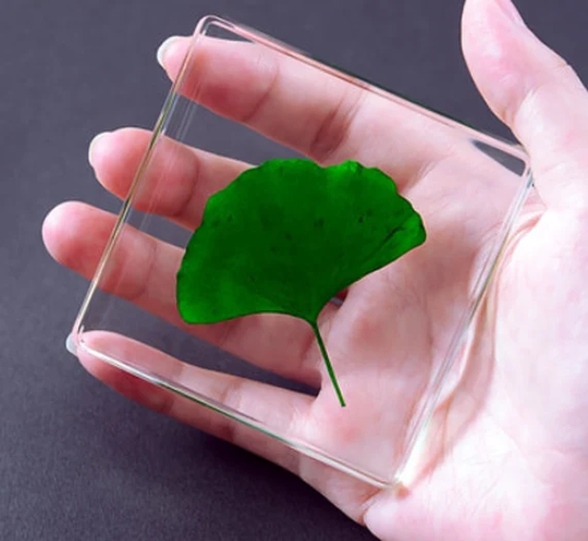 Real Gingko Leaf, Transparent Resin Plant, 75759mm, Dry Leaf Sample, Flower, Kids Gifts, Special Collection, Father's Day
