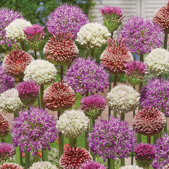 Lowe's 25-Count Allium Blend For Collectors Bulbs | 87140