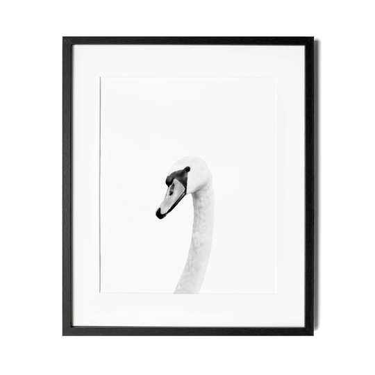 Black & White Swan Print, Baby Nursery Modern Decor, White, Shower Gift