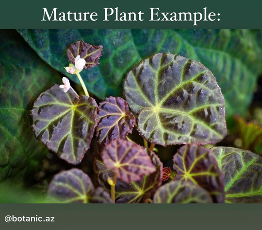 Begonia Dracopelta X Sp. Sarawak Hybrid | Non-Exact