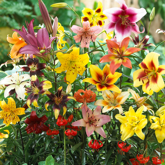 Van Zyverden 25-Count Lilies Non Stop Blooming Blend Bulbs | 83677