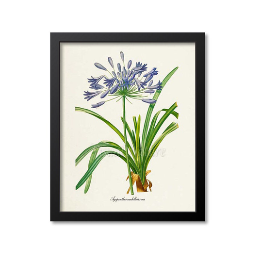 Lily Of The Nile Flower Art Print, African Botanical Wall Floral, Redoute, Purple, Agapanthus Umbellatus