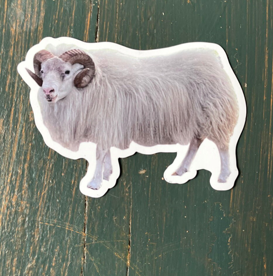Icelandic Sheep Magnet - Ram