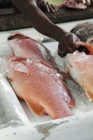 Fish Market Cookbook: Create Your Own Cookbook, Fish Recipes, Seafood Recipes, Fish Preparation Notes, Fish Restaurants Carib Chef Author