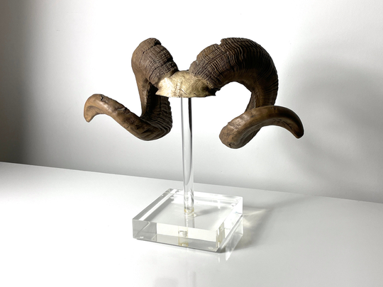 Vintage Rams Horn Sculpture On Lucite Base 1970S