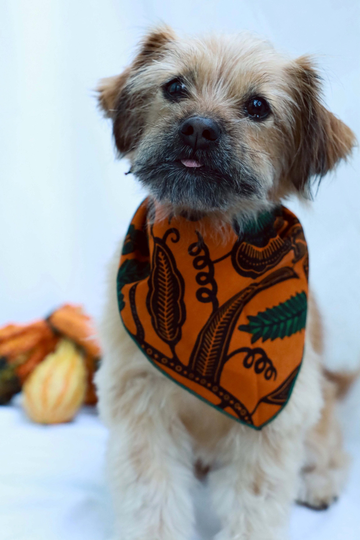 African Print Dog Bandana. Orange & Green Pet Neckwear, Bandana, Accessories