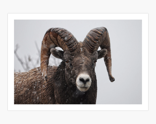 Snowy Stone Ram Sheep Close-Up Canvas Print | Aries Animals Wildlife Poster Nature Photography Art