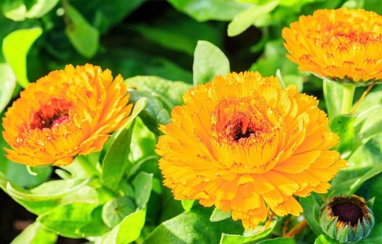 Common Marigold Dwarf Flowers Blend 3G/150 Organic Seeds Gmo Free