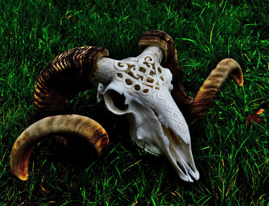 Huge Carved Ram Skull | Skull Carving Ornaments Impressive Present Gift For Girlfriend Horns Real Her Home Decor Made To Order