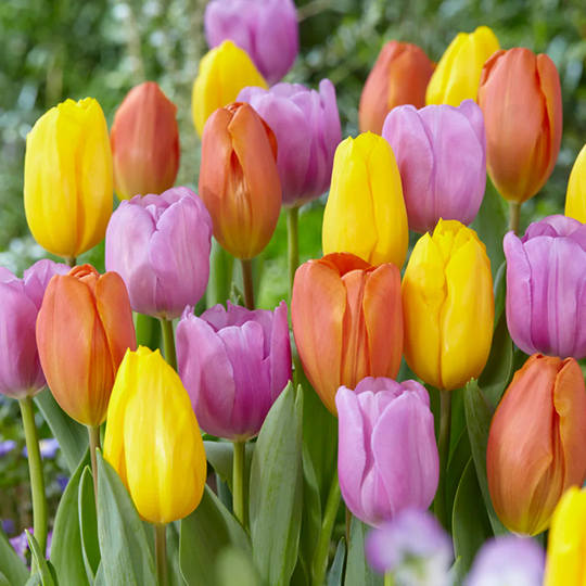 Lowe's 15-Count Tulips Pastel Parade Blend Bulbs | 87028