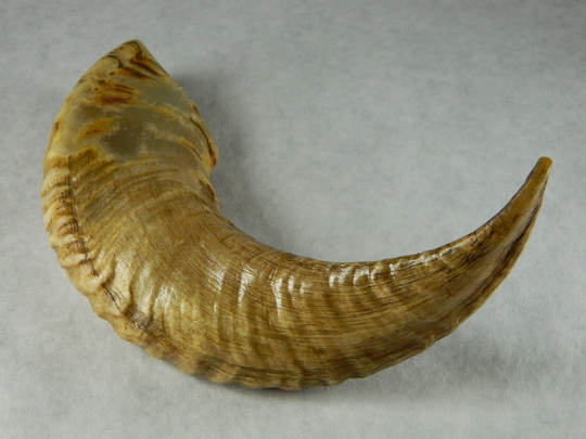 1 Natural Rams Horn - Ethically Harvested Sheep Horn; Jewelry Making, Craft Projects, Cosplay Perfect Gift, Chew Toy, Zq60