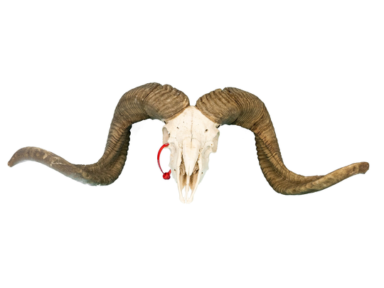 Authentic Ram Skull | 15-233-G4163 Yt