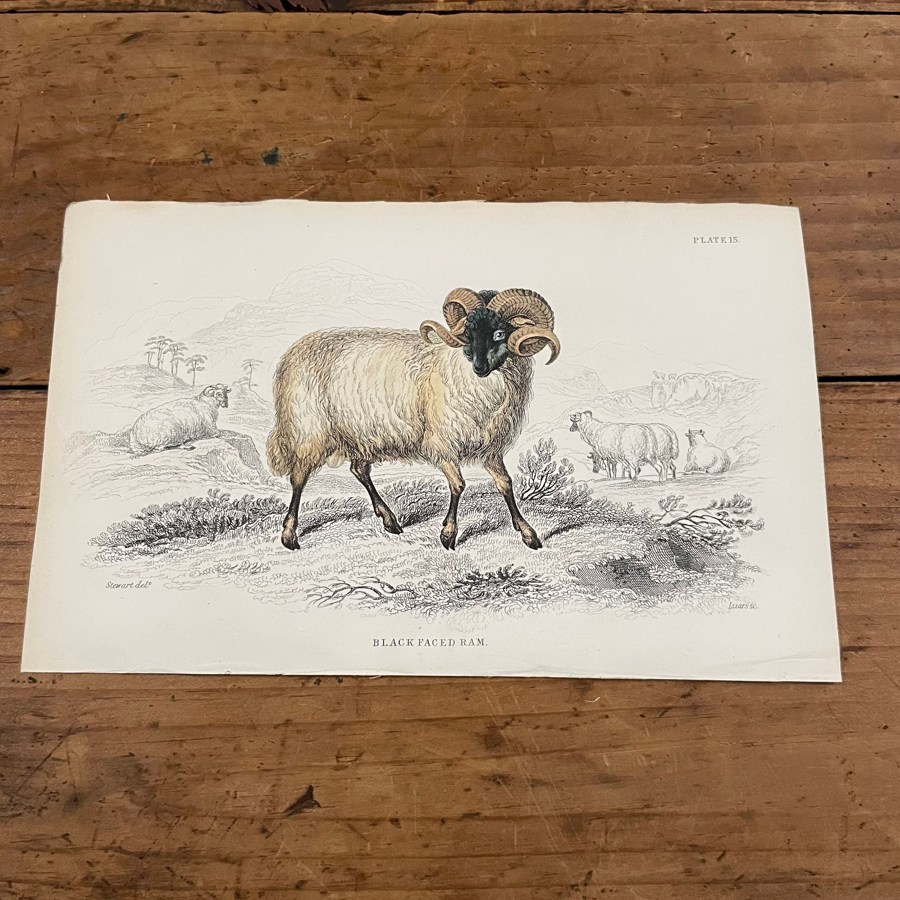 Black-Faced Ram, 1835 Jardine's Naturalists Library Engraving, Original Hand Colored Antique Print