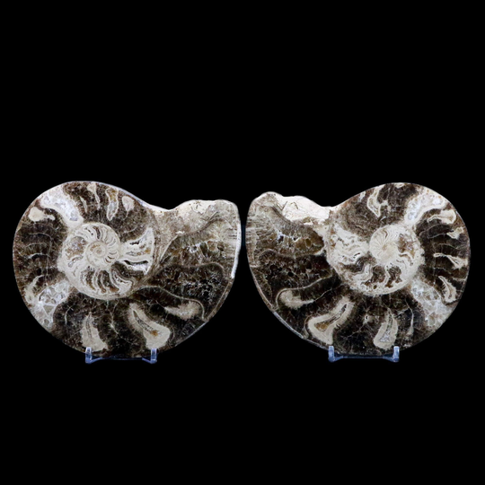 xl 5.4" Choffaticeras Ammonite Fossil Cut Pair Shell Cretaceous Age Turonian, Asfla, High Atlas Mountains Morocco Free Stands & Shipping