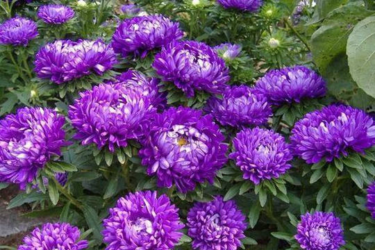 30 Purple Aster Peony Duchess Blend Seeds Callistephus Chinensis B1013-1