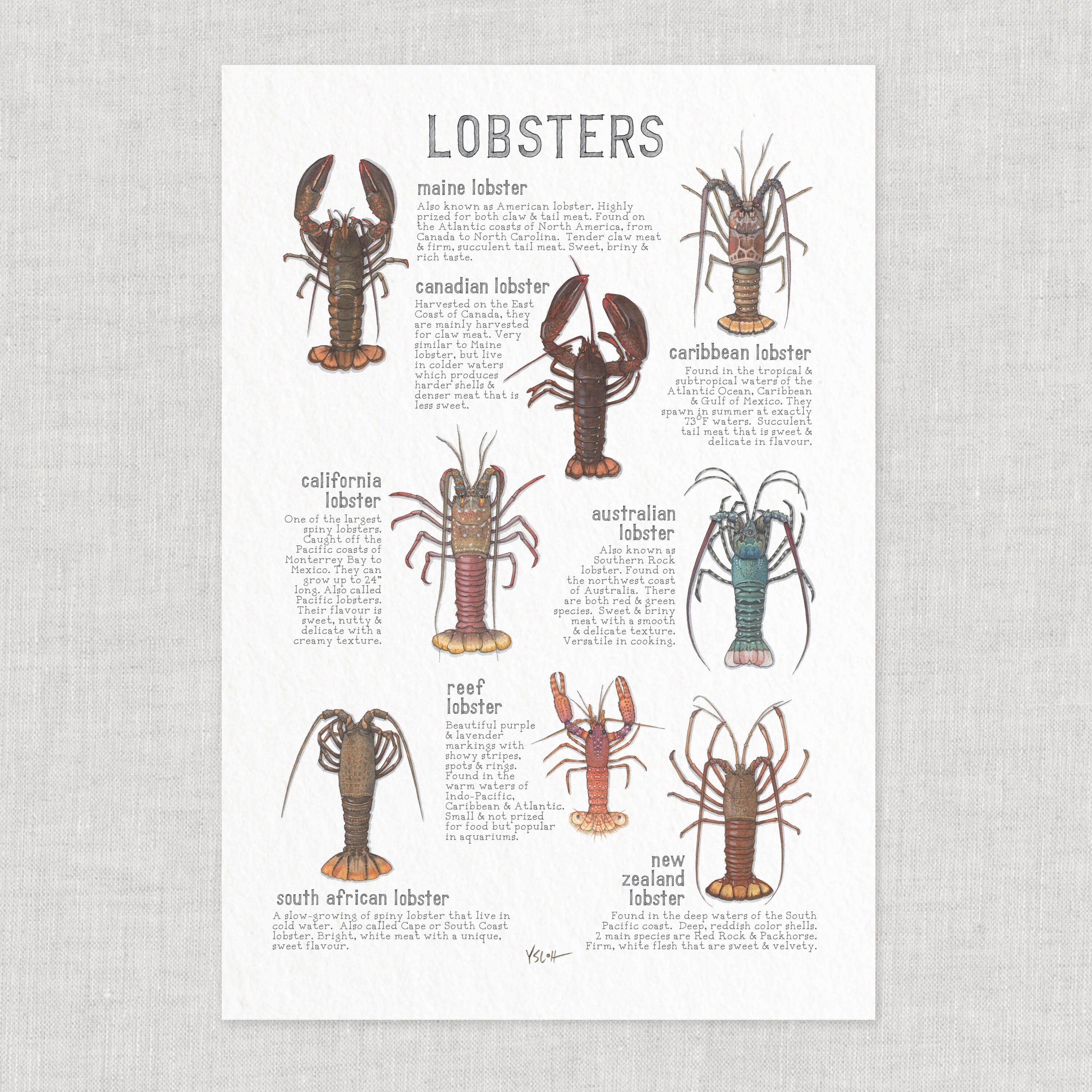 Lobsters Poster/Seafood Food & Cooking Illustrations Art Print Home Decor Culinary Crustacean Lobster Spiny