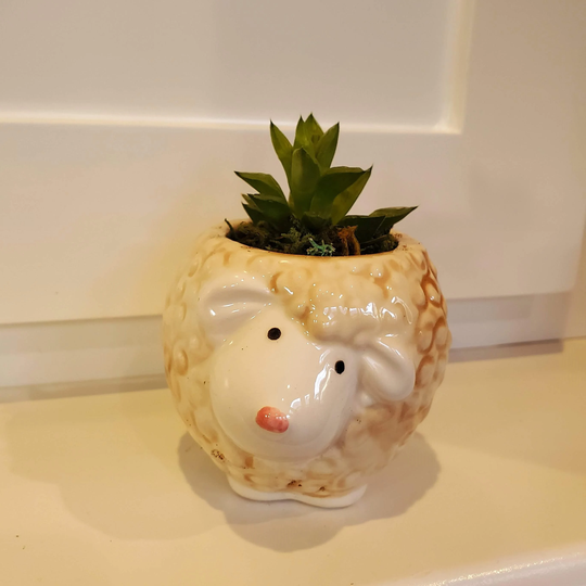 Sheep Planter With Succulent, Star Cactus, Haworthia Retusa, Animal Planter, Farmhouse Decor, Pot, Birthday Gift For Her