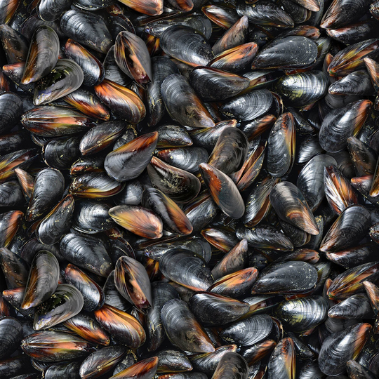 Realistic Mussels Fabric, Elizabeths Studio Food Festival 602, Seafood, Cooking, Apron, Kitchen, Quilt Fabric By The Yard, 100% Cotton