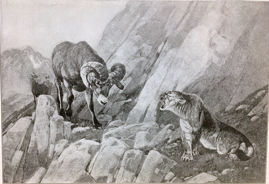 Mountain Lion Meets Bighorn Sheep Ram 1904 Black White Print Antique Art Rungius