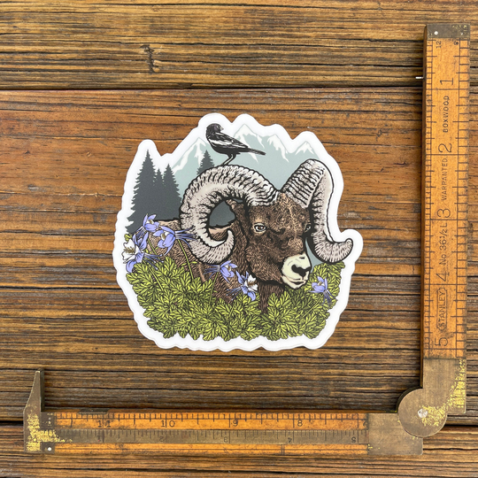 Rocky Mountain Bighorn Sheep Laptop Sticker