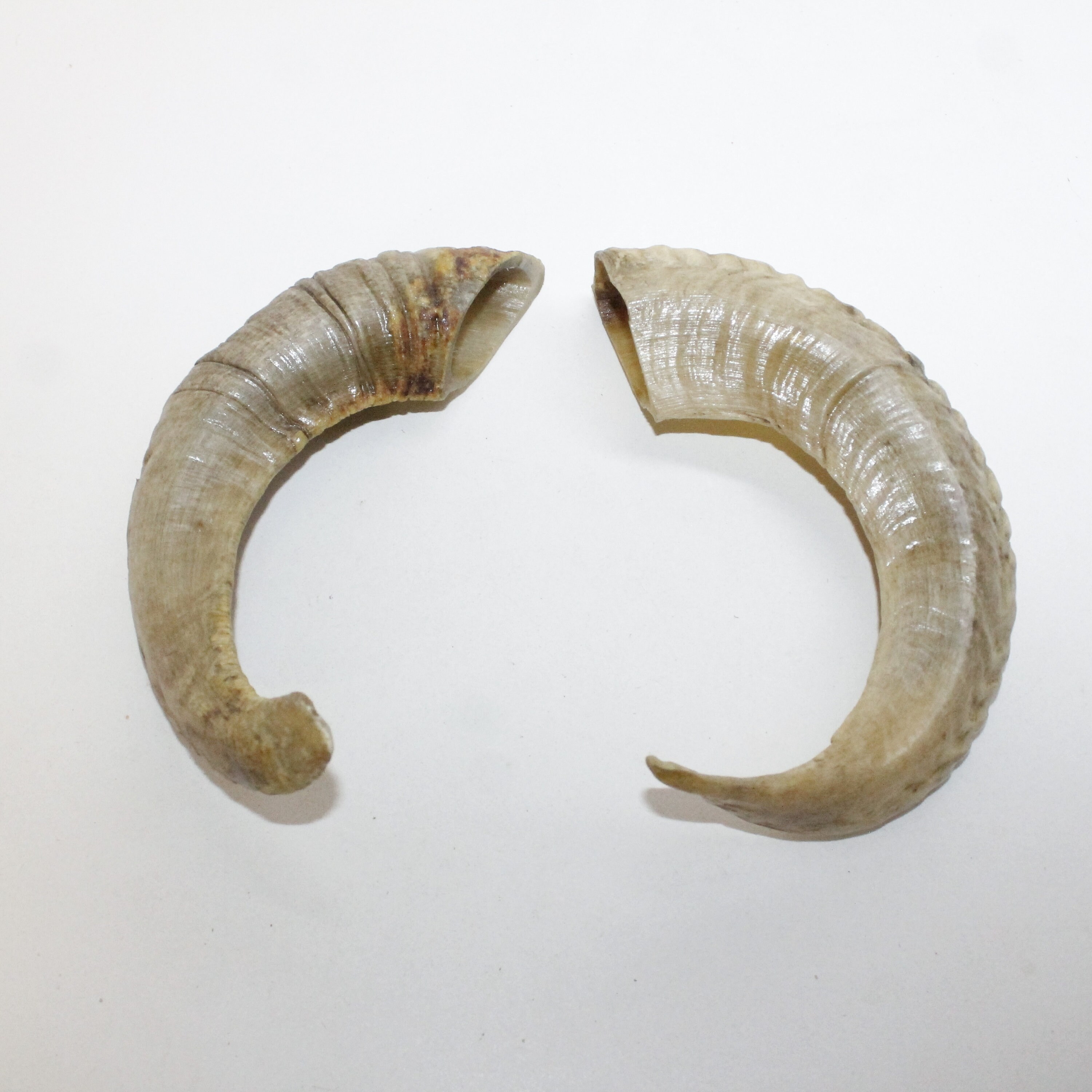 2 Sheep Horns #5415 Ram