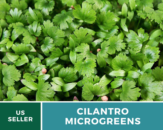 Microgreen, Cilantro - 10 Grams | Enough For A Full 1020 Tray Gmo Free | Coriandrum Sativum