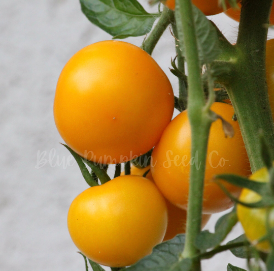 Golden Jubilee Tomato | Heirloom/Indetermiante Burpees Jubiliee, Tomato, Heirloom Tomato Seeds