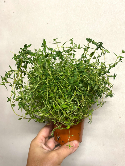 Thyme Living Herb