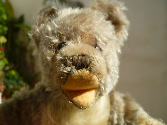 Vintage, Teddy Bear, 8'' Swivel Head, Working Squeaker, Glass Eyes, Steiff Lully Baby, Zotty No Id