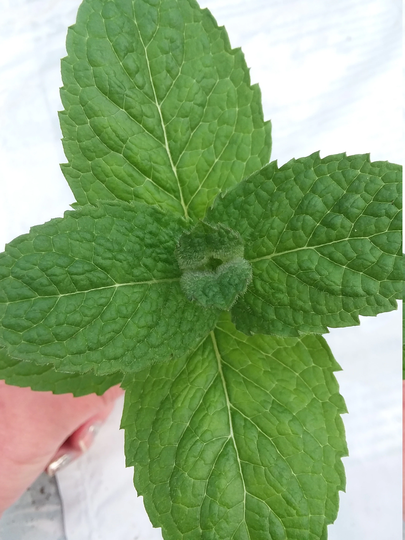 Apple Mint Starter