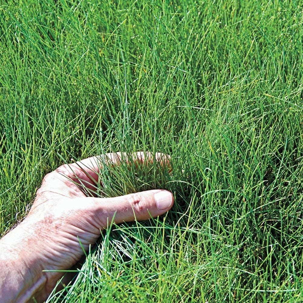 Gardens Alive! 1-lb Mixture/Blend Grass Seed | 4699