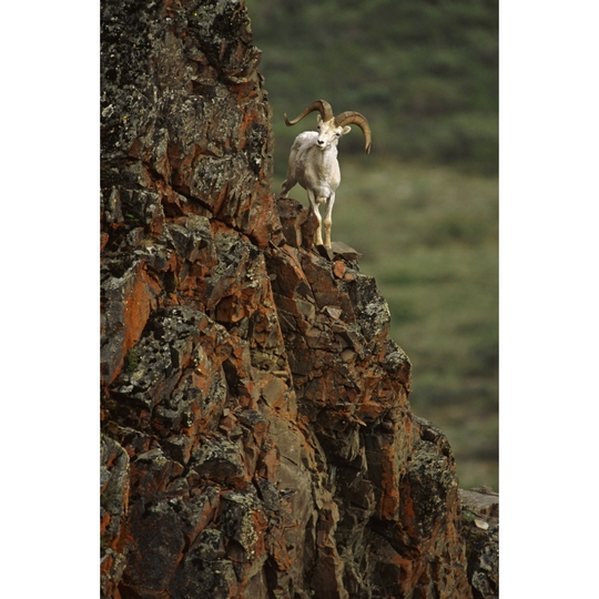 Dall Sheep Rams Perched On Rock Ledge Denali Np In Ak Summer PosterPrint - Item # VARDPI2093952 - 22 x 34