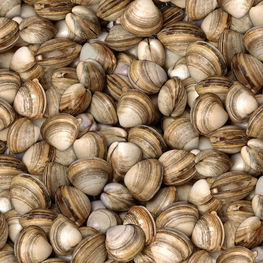 Realistic Clams Fabric, Elizabeths Studio Food Festival 623, Seafood, Cooking, Apron, Kitchen, Quilt Fabric By The Yard, 100% Cotton