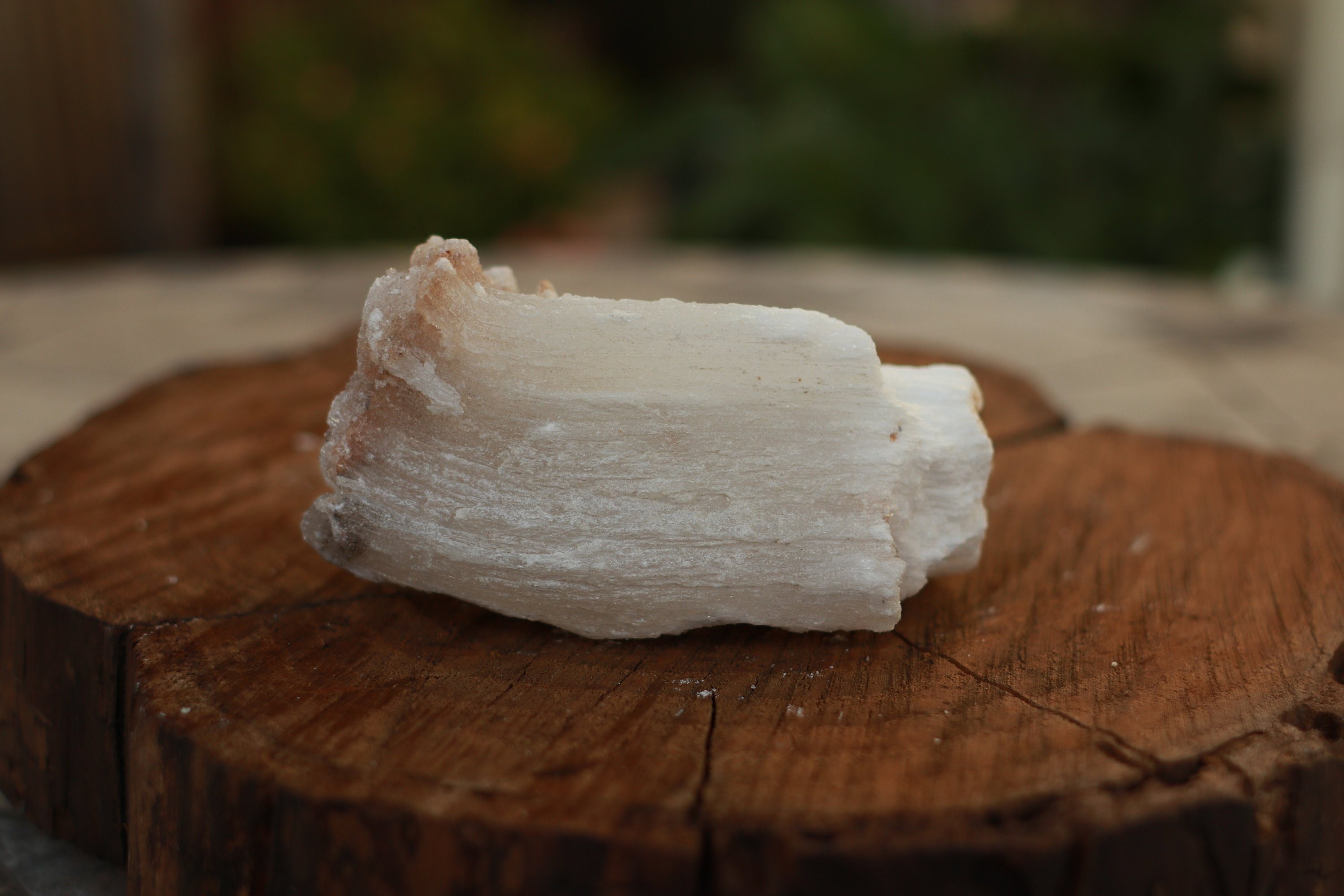 Rams Horn Selenite. Chihuahua Mexico. Large