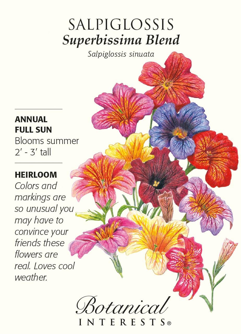 Superbissima Blend Salipiglossis Seeds - 300 Mg
